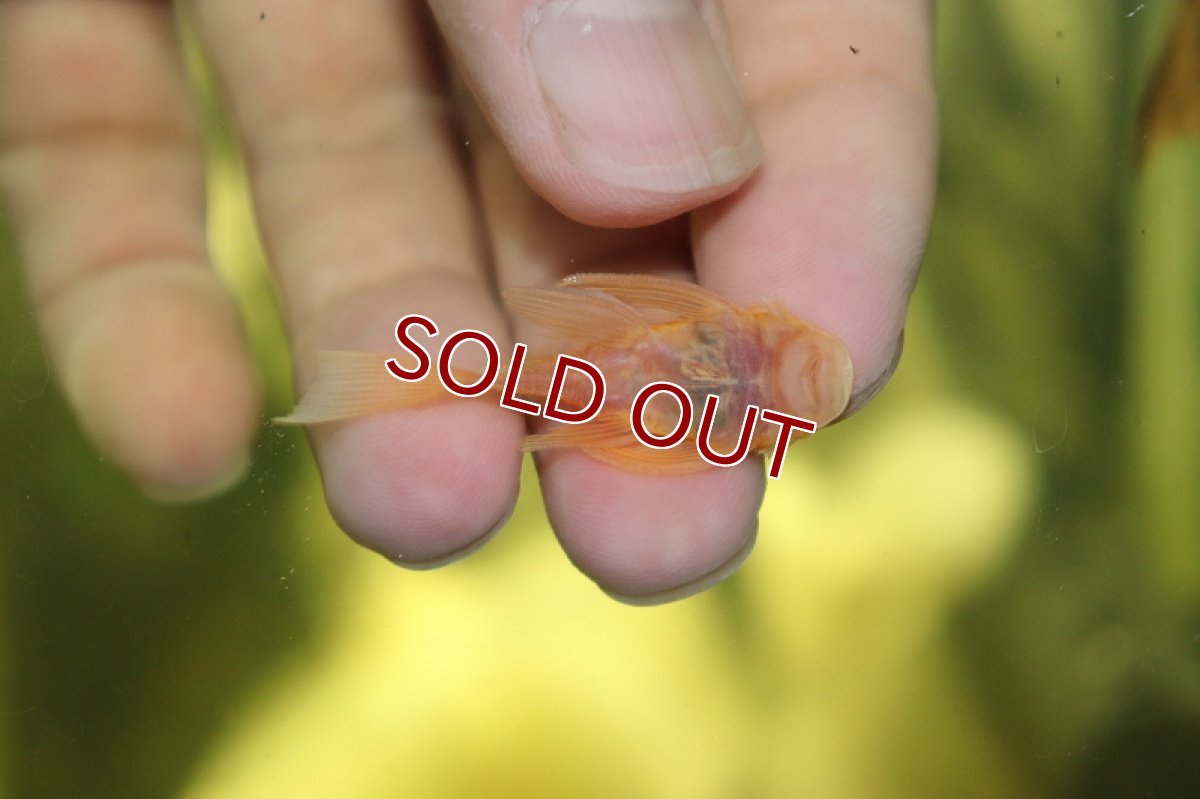 画像2: 【淡水魚】激レア ショートボディ ロングフィンブルーアイゴールデンブッシープレコ【1匹 サンプル画像】(±3-4cm)(生体)(熱帯魚)NKP (2)