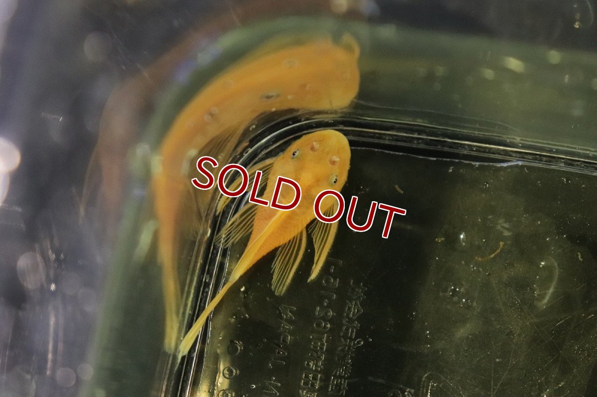 画像3: 【淡水魚】激レア ショートボディ ロングフィンブルーアイゴールデンブッシープレコ【1匹 サンプル画像】(±3-4cm)(生体)(熱帯魚)NKP (3)