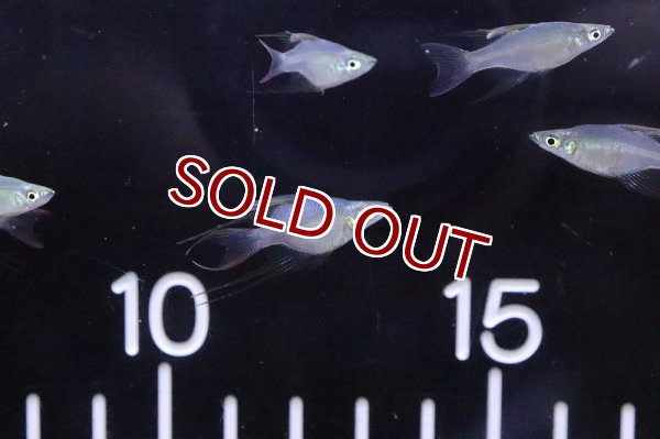 淡水魚 超激レア 新種 バルーンニューギニアレインボーフィッシュ １匹 サンプル画像 レインボーフィッシュ 生体 熱帯魚 Nk ペットバルーン ネットショップ