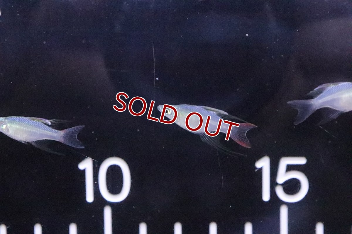 画像2: 【淡水魚】超激レア 新種 バルーンニューギニアレインボーフィッシュ【1匹 サンプル画像】(レインボーフィッシュ)(生体)(熱帯魚)NK (2)