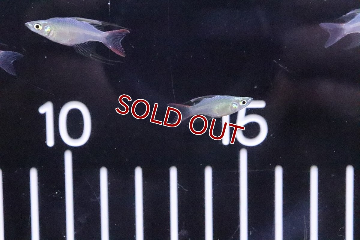 画像3: 【淡水魚】超激レア 新種 バルーンニューギニアレインボーフィッシュ【1匹 サンプル画像】(レインボーフィッシュ)(生体)(熱帯魚)NK (3)