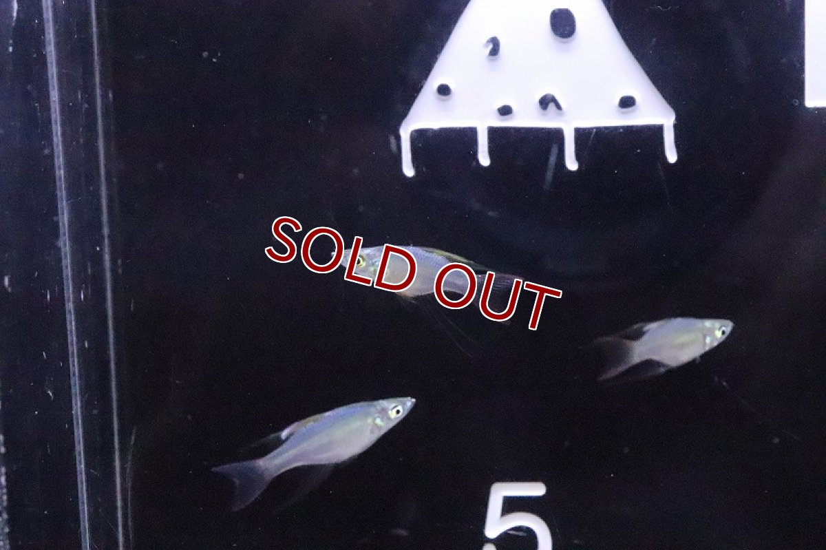 画像5: 【淡水魚】超激レア 新種 バルーンニューギニアレインボーフィッシュ【1匹 サンプル画像】(レインボーフィッシュ)(生体)(熱帯魚)NK (5)