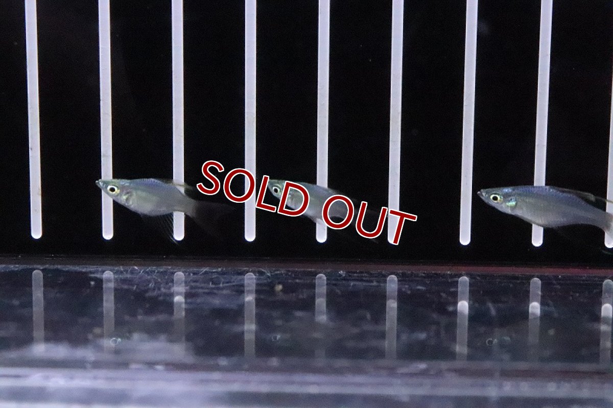 画像2: 【淡水魚】超激レア 新種 ショートボディ ニューギニアレインボーフィッシュ【１匹 サンプル画像】(レインボーフィッシュ)(生体)(熱帯魚)NK (2)