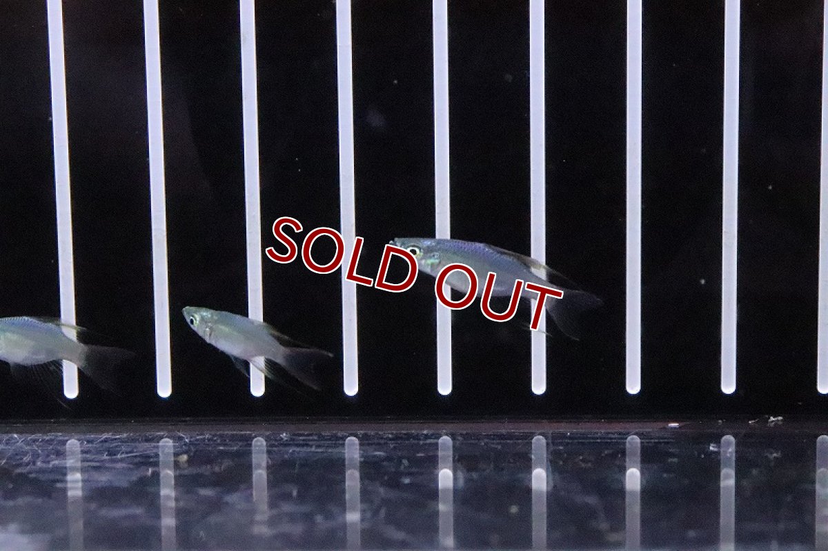 画像3: 【淡水魚】超激レア 新種 ショートボディ ニューギニアレインボーフィッシュ【１匹 サンプル画像】(レインボーフィッシュ)(生体)(熱帯魚)NK (3)