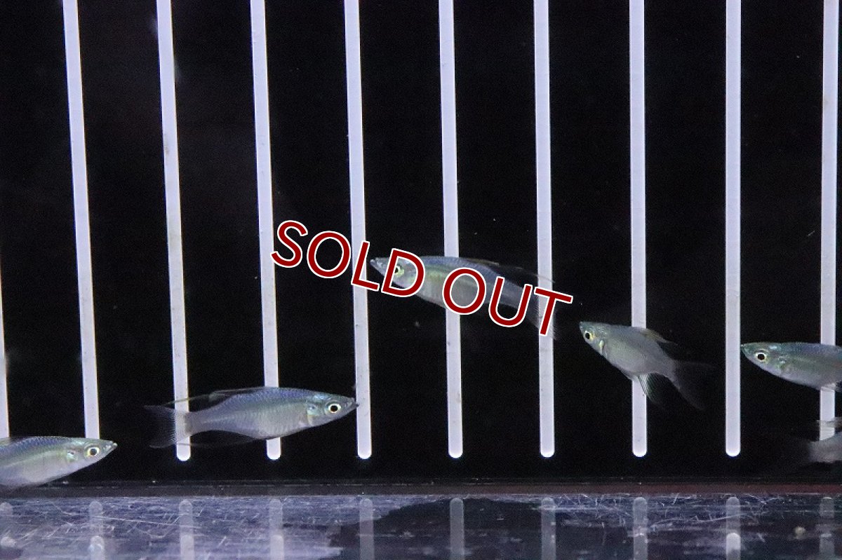 画像4: 【淡水魚】超激レア 新種 ショートボディ ニューギニアレインボーフィッシュ【１匹 サンプル画像】(レインボーフィッシュ)(生体)(熱帯魚)NK (4)