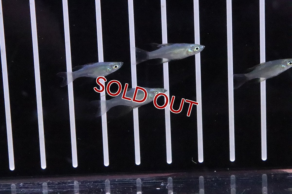 画像2: 【淡水魚】激レア 新種 セミショートボディ ニューギニアレインボーフィッシュ【1匹 サンプル画像】(レインボーフィッシュ(生体)(熱帯魚)NK (2)