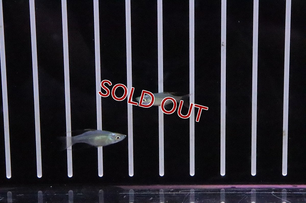 画像3: 【淡水魚】激レア 新種 セミショートボディ ニューギニアレインボーフィッシュ【1匹 サンプル画像】(レインボーフィッシュ(生体)(熱帯魚)NK (3)