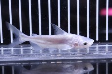 画像1: 【淡水魚】【通販】レア種 プラチナ パールン【１匹 サンプル画像】(±7-8cm)(大型魚)(生体)(熱帯魚)NKO (1)