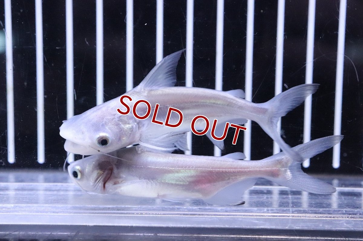 画像2: 【淡水魚】【通販】レア種 プラチナ パールン【１匹 サンプル画像】(±7-8cm)(大型魚)(生体)(熱帯魚)NKO (2)