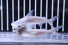 画像2: 【淡水魚】【通販】レア種 プラチナ パールン【１匹 サンプル画像】(±7-8cm)(大型魚)(生体)(熱帯魚)NKO (2)