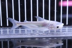 画像3: 【淡水魚】【通販】レア種 プラチナ パールン【１匹 サンプル画像】(±7-8cm)(大型魚)(生体)(熱帯魚)NKO (3)