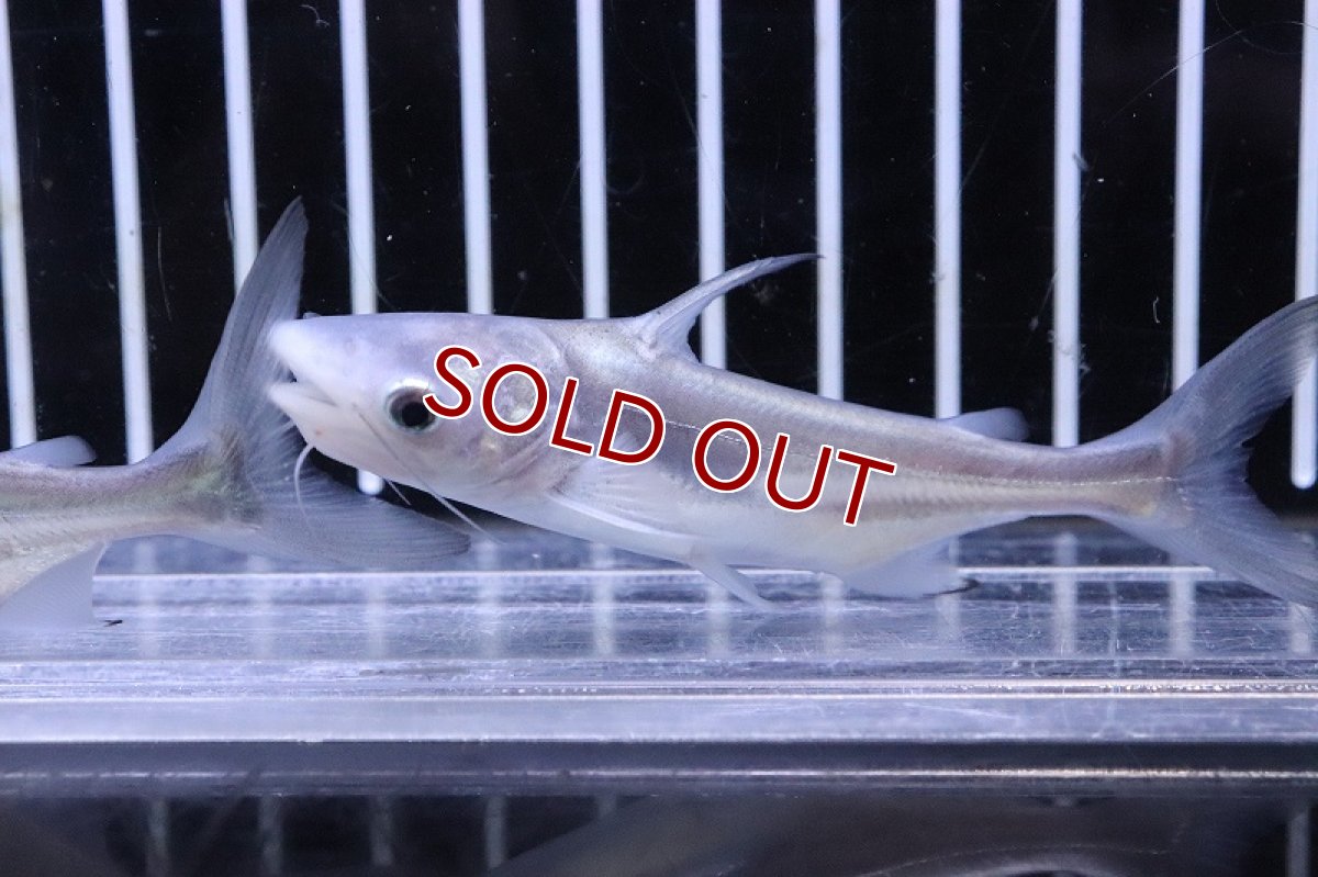 画像4: 【淡水魚】【通販】レア種 プラチナ パールン【１匹 サンプル画像】(±7-8cm)(大型魚)(生体)(熱帯魚)NKO (4)