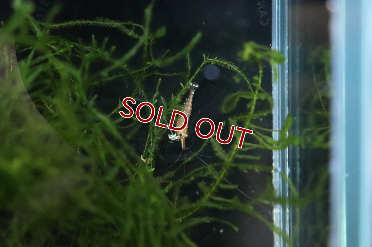 画像2: 【淡水魚】丈夫なブリード個体 ホワイトグローブ スラウェシ【１匹 サンプル画像】(シュリンプ)(生体)(熱帯魚)NK (2)