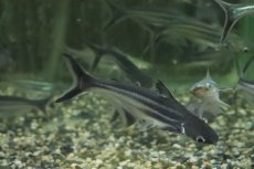 画像1: 【淡水魚】【通販】激レア タイガーパンガシウス ガンジス産 ワイルド【１匹 サンプル画像】(±10cm)(大型魚)(生体)(熱帯魚)NKO (1)