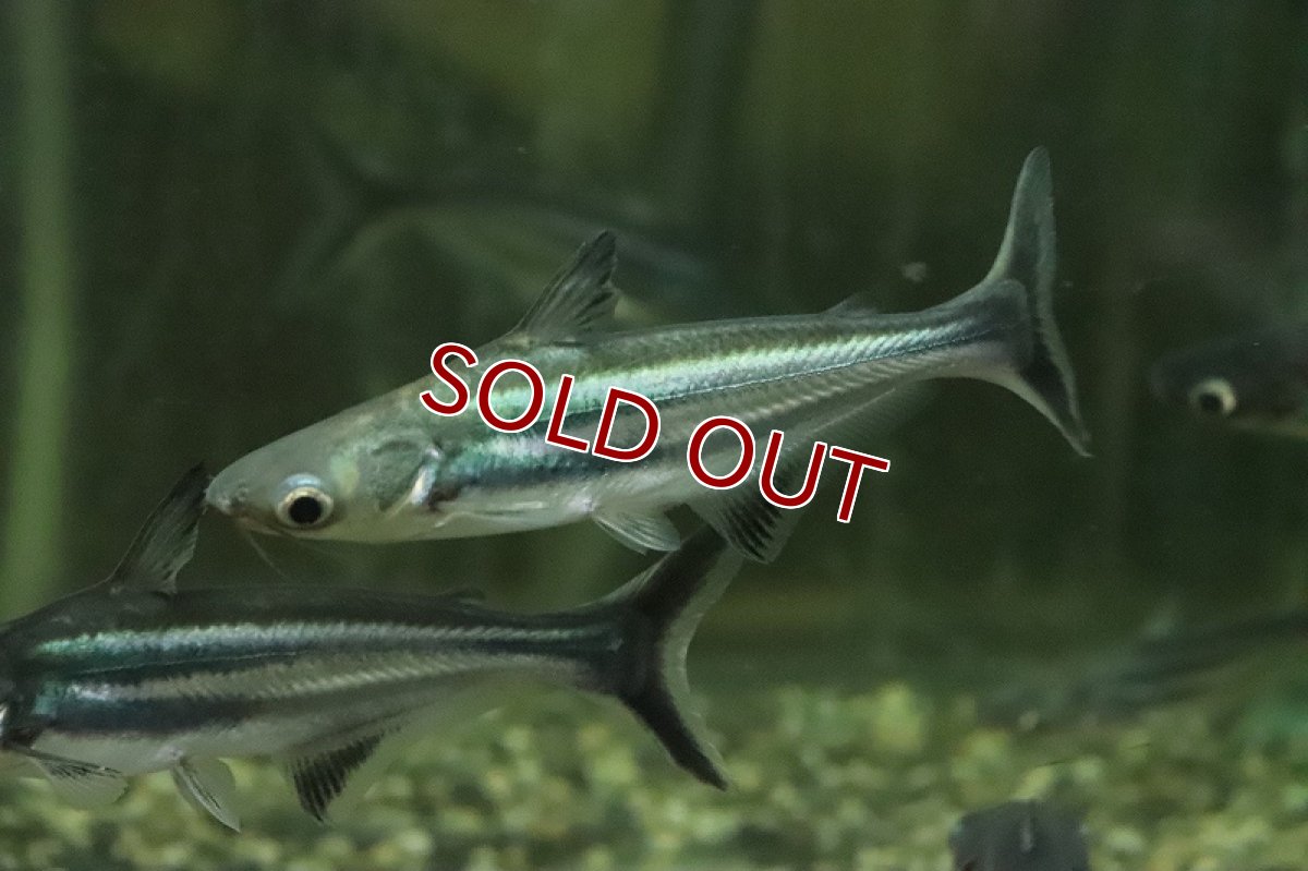 画像2: 【淡水魚】【通販】激レア タイガーパンガシウス ガンジス産 ワイルド【１匹 サンプル画像】(±10cm)(大型魚)(生体)(熱帯魚)NKO (2)