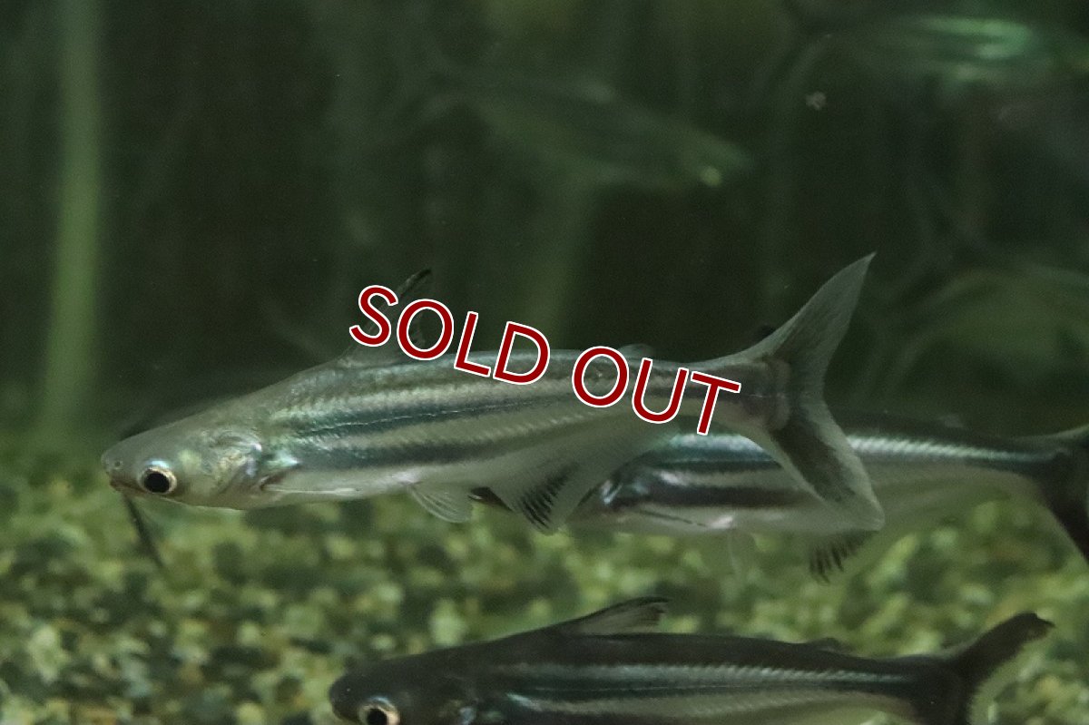 画像3: 【淡水魚】【通販】激レア タイガーパンガシウス ガンジス産 ワイルド【１匹 サンプル画像】(±10cm)(大型魚)(生体)(熱帯魚)NKO (3)