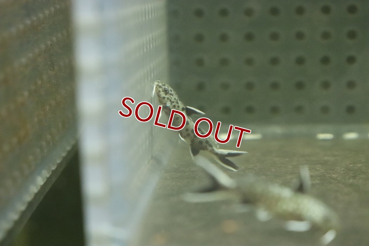 画像2: 【淡水魚】シノドンティス ペトリコーラ【１匹 サンプル画像】(±2cm)(大型魚)(生体)(熱帯魚)NKO (2)