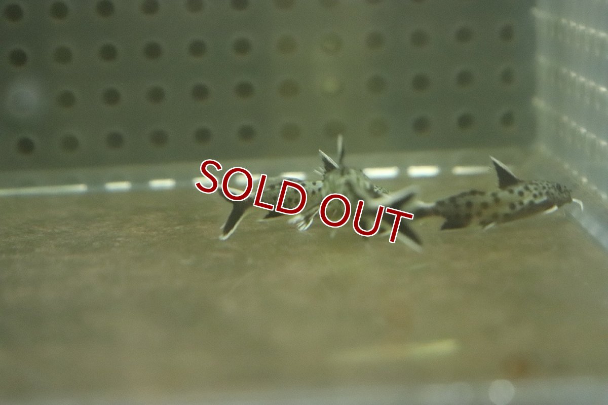 画像3: 【淡水魚】シノドンティス ペトリコーラ【１匹 サンプル画像】(±2cm)(大型魚)(生体)(熱帯魚)NKO (3)