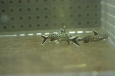 画像3: 【淡水魚】【通販】シノドンティス ペトリコーラ【１匹 サンプル画像】(±2cm)(大型魚)(生体)(熱帯魚)NKO (3)