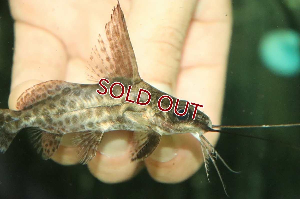 画像2: 【淡水魚】シノドンティス アルバーティ ワイルド【１匹 サンプル画像】(±6-7cm)(大型魚)(生体)(熱帯魚)NKO (2)