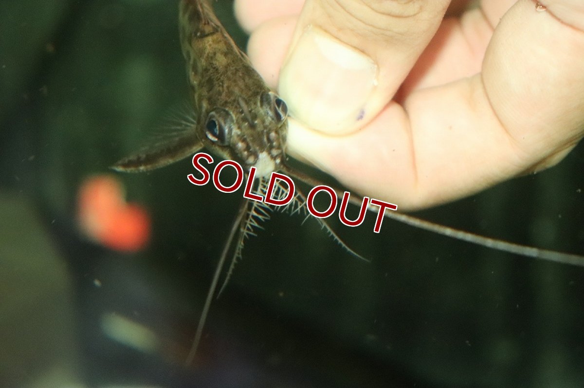 画像3: 【淡水魚】シノドンティス アルバーティ ワイルド【１匹 サンプル画像】(±6-7cm)(大型魚)(生体)(熱帯魚)NKO (3)