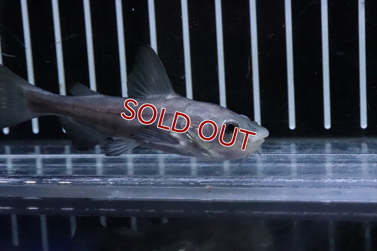 画像2: 【淡水魚】【通販】２年ぶりの入荷　ハイブリッド レッドテールキャット×パールン(パールム)【１匹 サンプル画像】(±5cm)(大型魚)(生体)(熱帯魚)NKO (2)