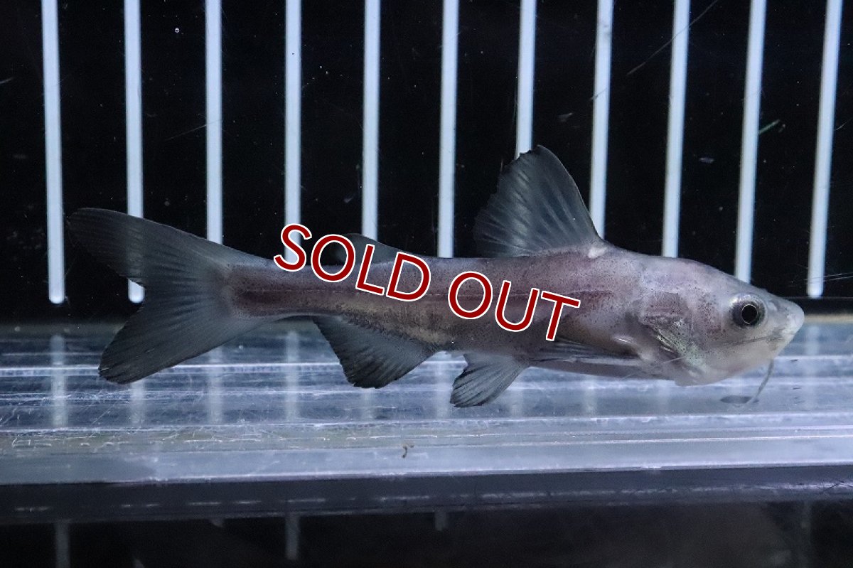 画像3: 【淡水魚】【通販】２年ぶりの入荷　ハイブリッド レッドテールキャット×パールン(パールム)【１匹 サンプル画像】(±5cm)(大型魚)(生体)(熱帯魚)NKO (3)