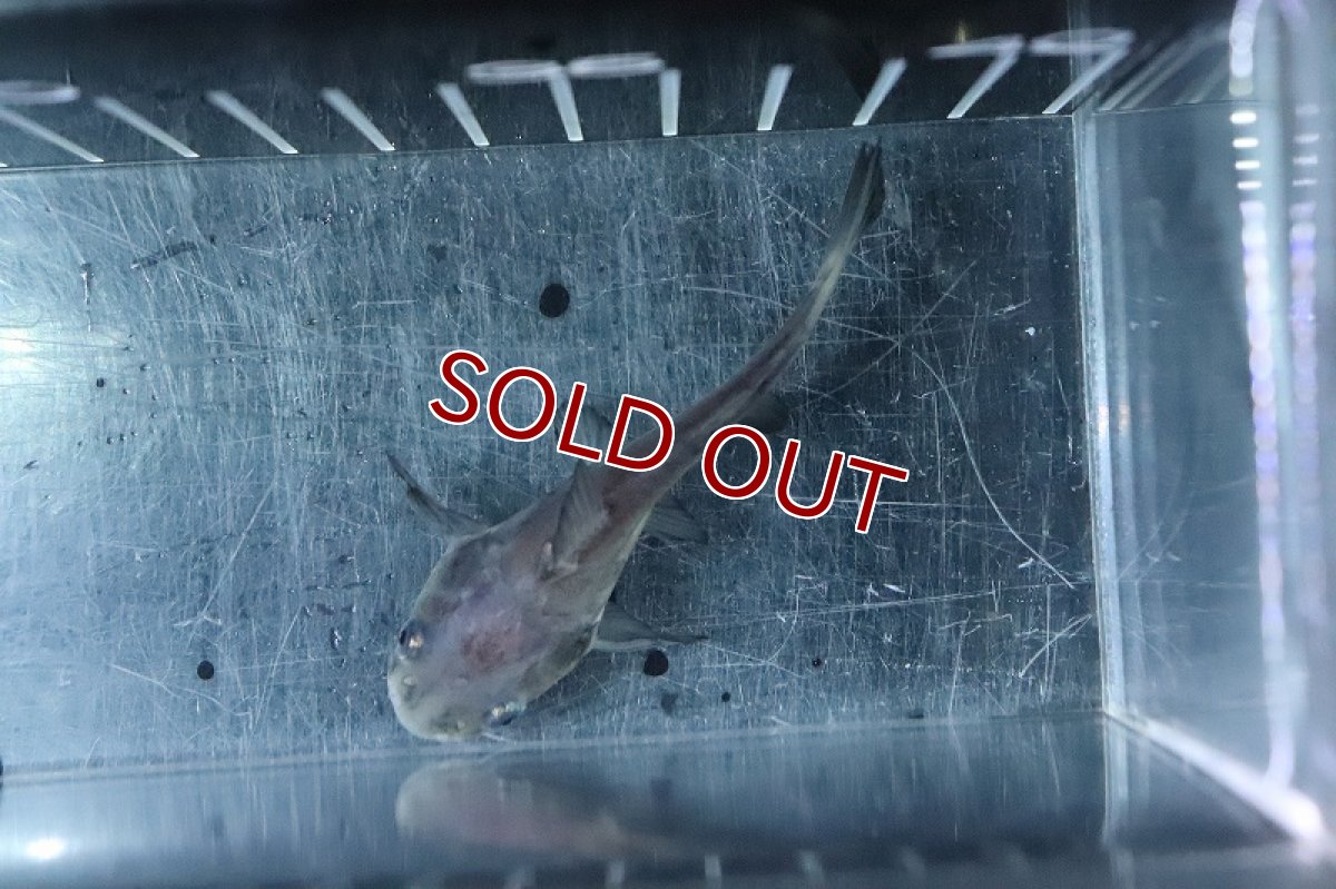 画像4: 【淡水魚】【通販】２年ぶりの入荷　ハイブリッド レッドテールキャット×パールン(パールム)【１匹 サンプル画像】(±5cm)(大型魚)(生体)(熱帯魚)NKO (4)