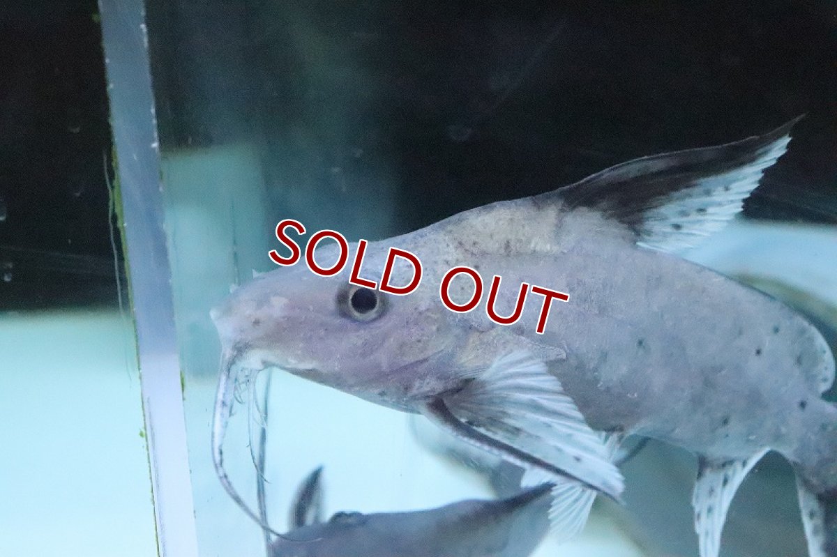 画像2: 【淡水魚】超大特価 シノドンティス【１匹 サンプル画像】(±10-12cm)(大型魚)(生体)(熱帯魚)NKO (2)