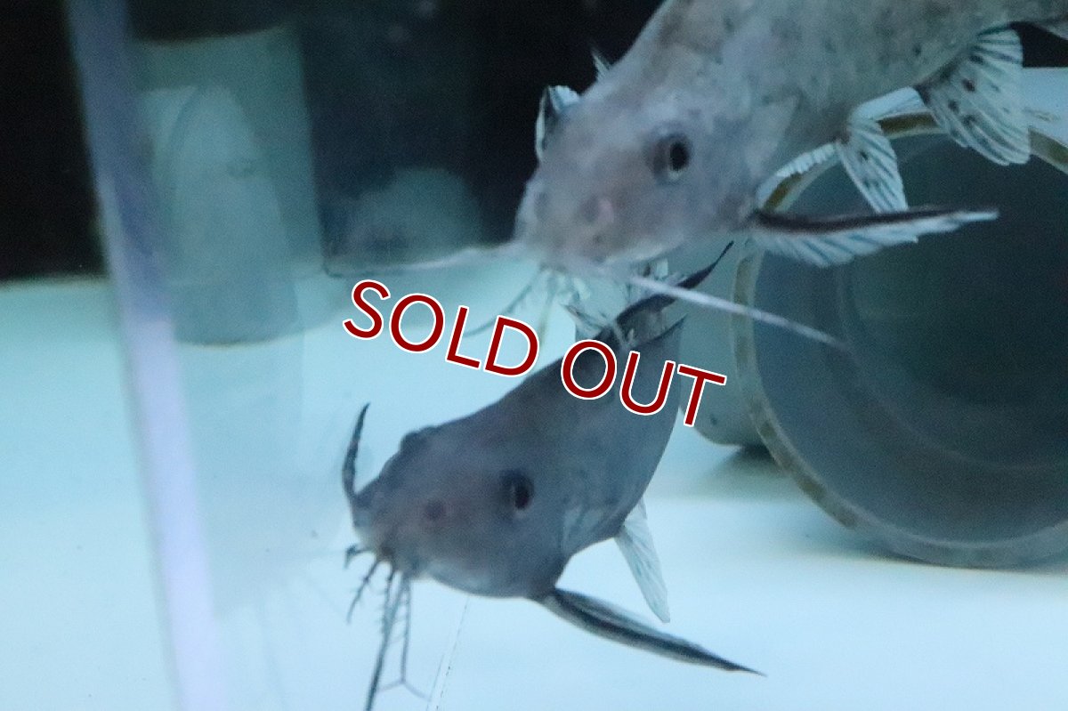 画像3: 【淡水魚】超大特価 シノドンティス【１匹 サンプル画像】(±10-12cm)(大型魚)(生体)(熱帯魚)NKO (3)