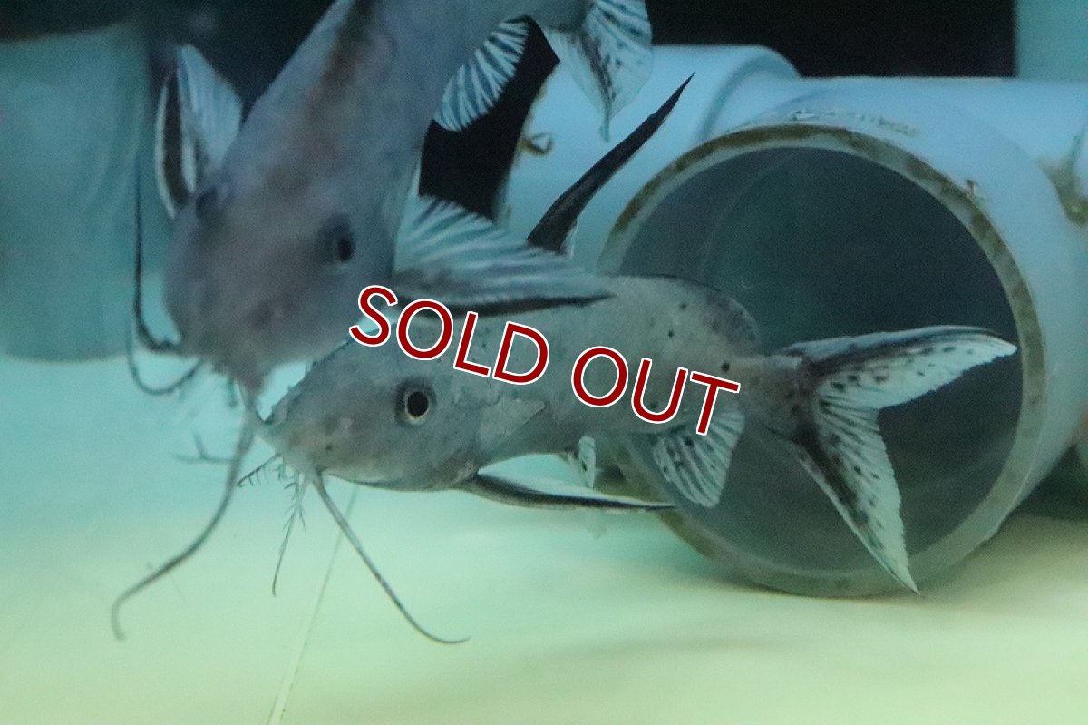 画像4: 【淡水魚】超大特価 シノドンティス【１匹 サンプル画像】(±10-12cm)(大型魚)(生体)(熱帯魚)NKO (4)