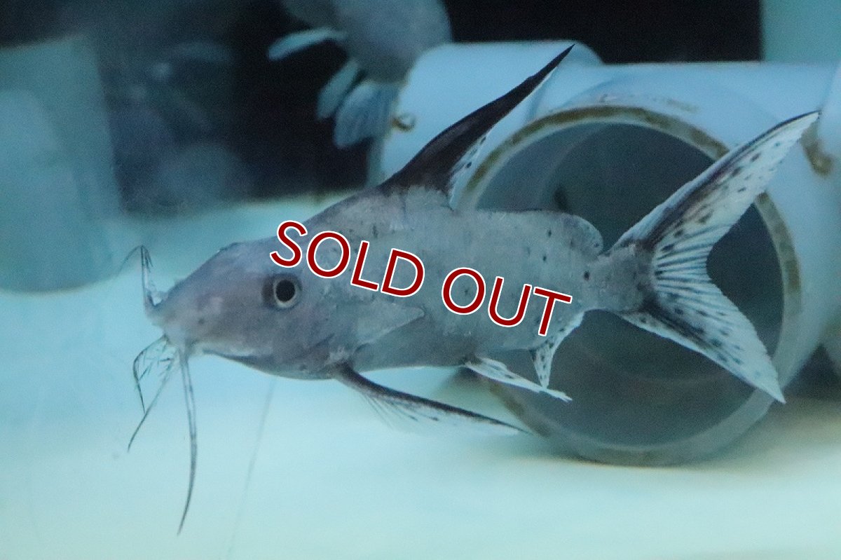 画像5: 【淡水魚】超大特価 シノドンティス【１匹 サンプル画像】(±10-12cm)(大型魚)(生体)(熱帯魚)NKO (5)