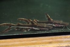 画像4: 【淡水魚】【通販】激安 カラパリ アレンカー産 ワイルド【１匹 サンプル画像】(±5-6cm)(大型魚)(生体)(熱帯魚)NKO (4)