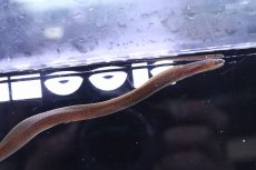 画像2: 【淡水魚】価格 大きめ オーストラリア 淡水ウツボ【１匹 サンプル画像】(±40-50cm)(生体)(熱帯魚)NK (2)