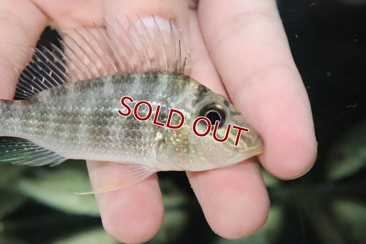 画像2: 【淡水魚】大特価 サタノペルカ マピルテンシス ワイルド【１匹 サンプル画像】(±8-10cm)(大型魚)(生体)(熱帯魚)NKO (2)