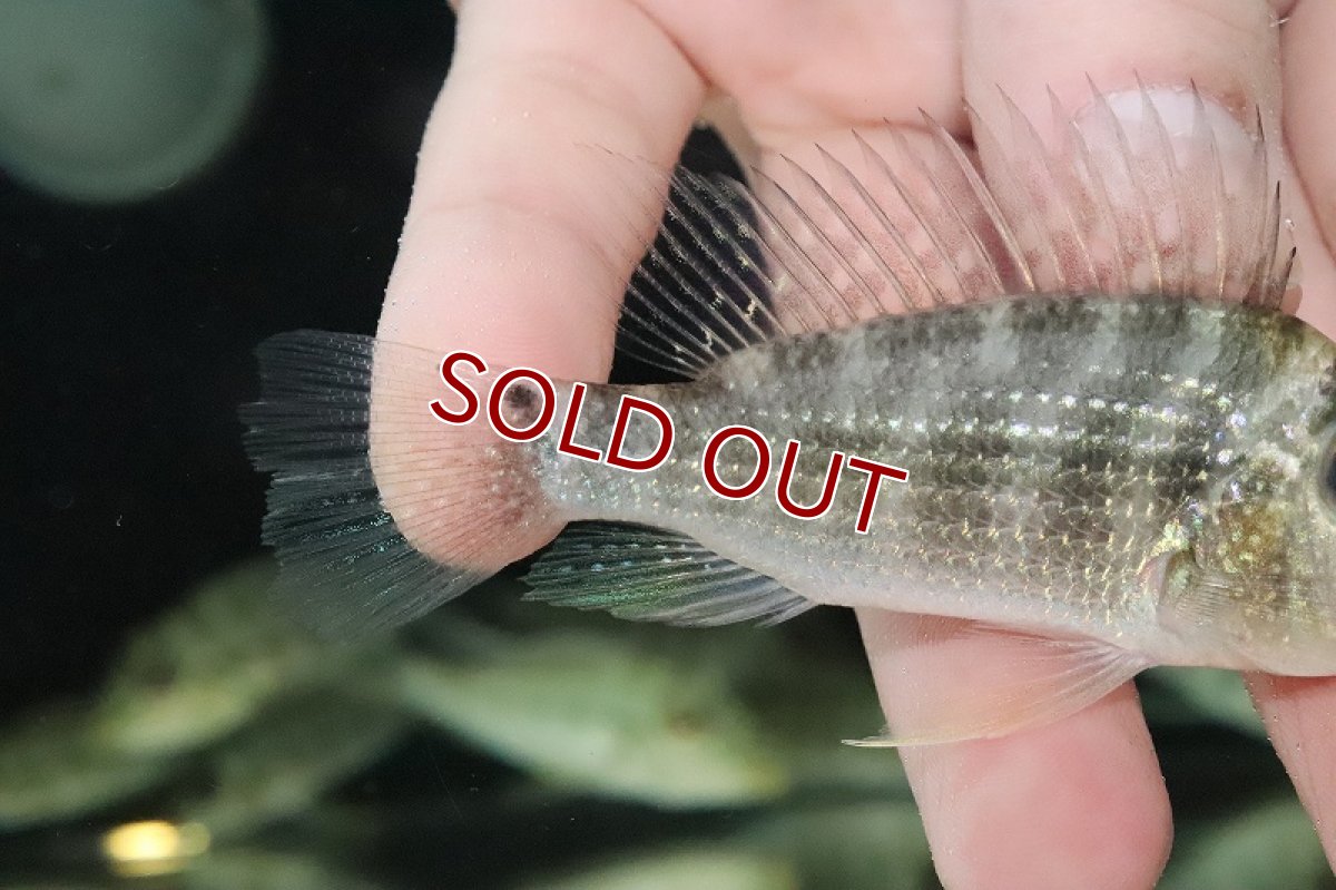 画像3: 【淡水魚】大特価 サタノペルカ マピルテンシス ワイルド【１匹 サンプル画像】(±8-10cm)(大型魚)(生体)(熱帯魚)NKO (3)