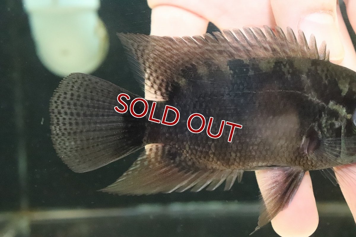 画像3: 【淡水魚】激レア スマラグドシクリッド リオカイクビ産 ワイルド【１匹 サンプル画像】(±10-12cm)(大型魚)(生体)(熱帯魚)NKO (3)