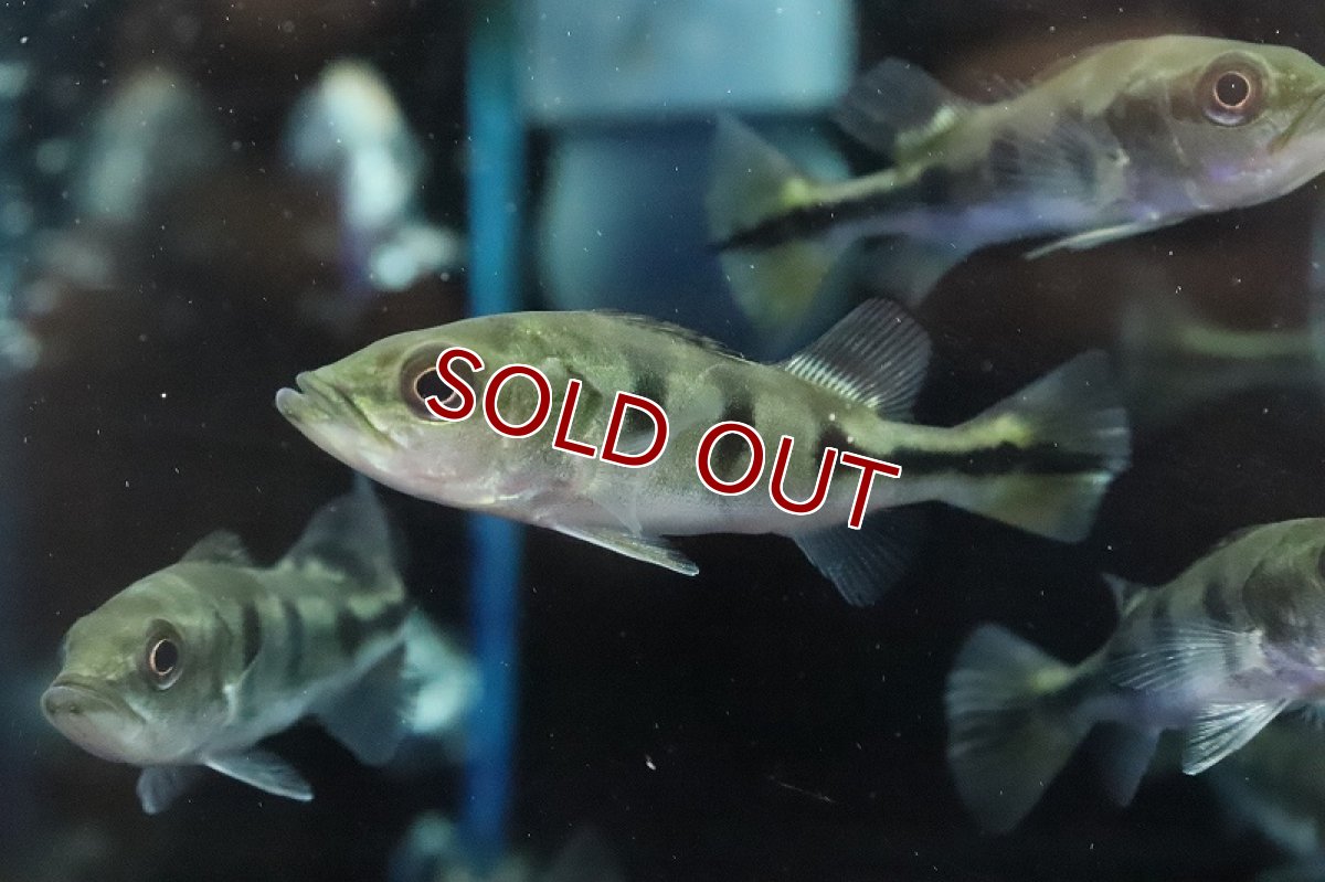 画像2: 【淡水魚】珍種 自然交配種 キクラsp ゴールデンスモールスポット【１匹 サンプル画像】(±5-6cm)(大型魚)(生体)(熱帯魚)NKO (2)