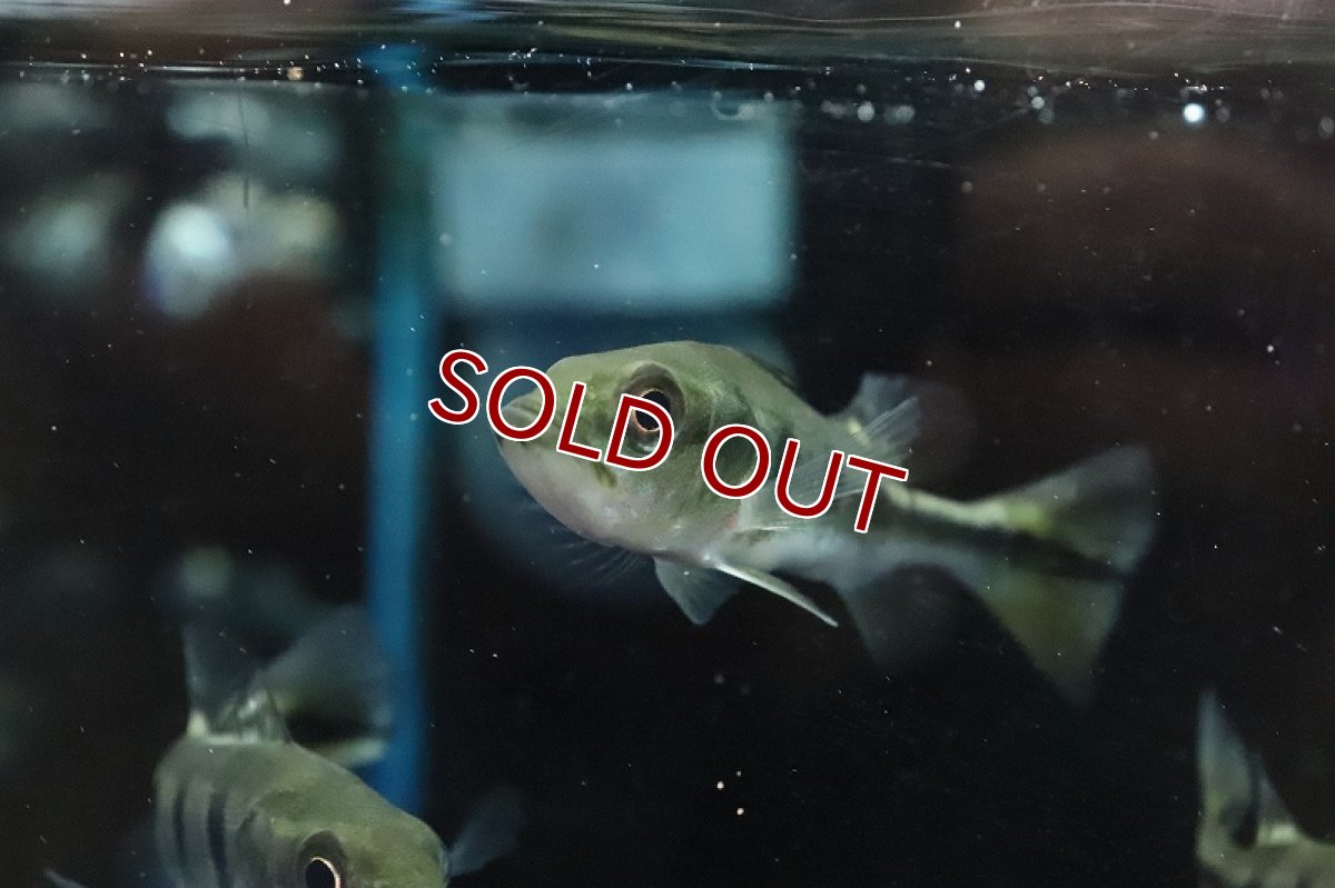 画像3: 【淡水魚】珍種 自然交配種 キクラsp ゴールデンスモールスポット【１匹 サンプル画像】(±5-6cm)(大型魚)(生体)(熱帯魚)NKO (3)