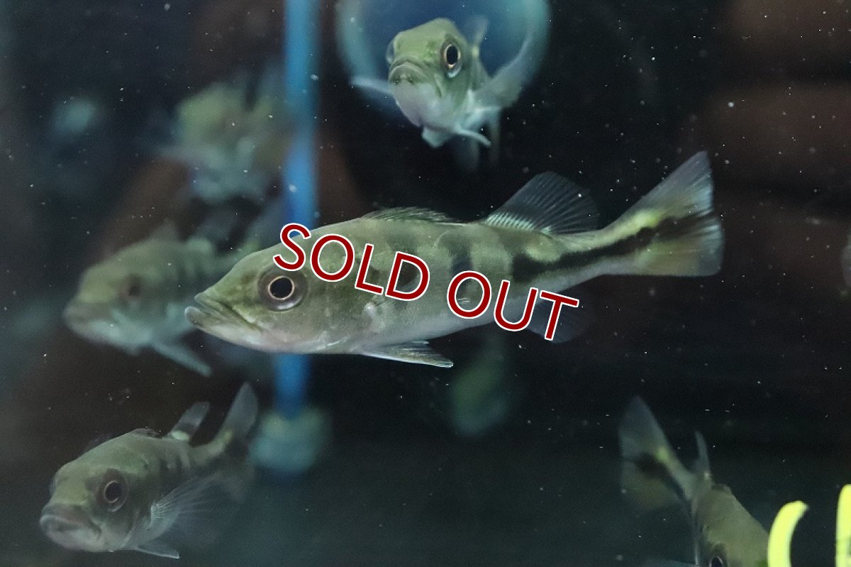 画像4: 【淡水魚】珍種 自然交配種 キクラsp ゴールデンスモールスポット【１匹 サンプル画像】(±5-6cm)(大型魚)(生体)(熱帯魚)NKO (4)