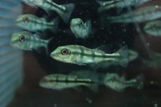 画像1: 【淡水魚】【通販】珍種 自然交配種 キクラsp ブルーフィン【１匹 サンプル画像】(±5-6cm)(大型魚)(生体)(熱帯魚)NKO (1)