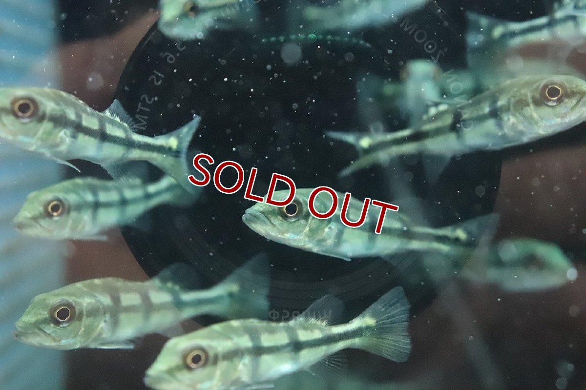 画像2: 【淡水魚】珍種 自然交配種 キクラsp ブルーフィン【１匹 サンプル画像】(±5-6cm)(大型魚)(生体)(熱帯魚)NKO (2)