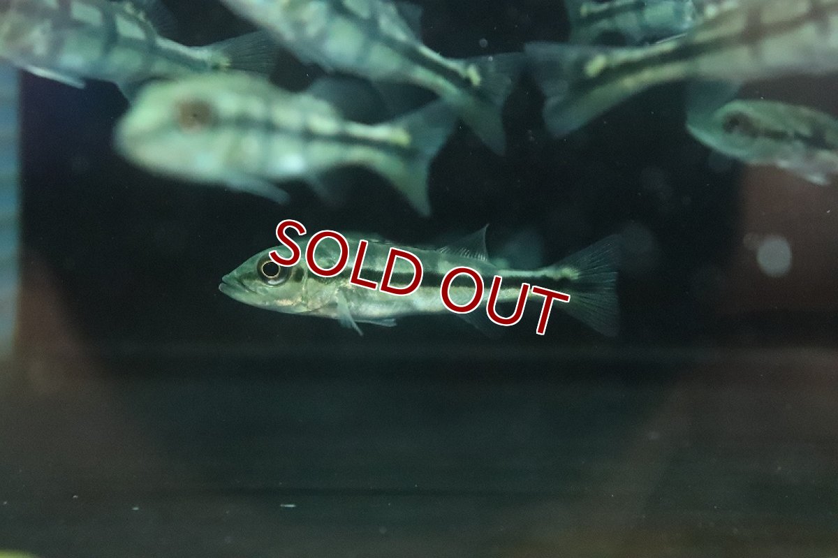 画像3: 【淡水魚】珍種 自然交配種 キクラsp ブルーフィン【１匹 サンプル画像】(±5-6cm)(大型魚)(生体)(熱帯魚)NKO (3)