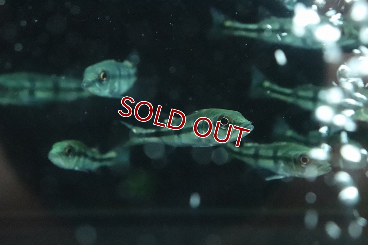 画像4: 【淡水魚】珍種 自然交配種 キクラsp ブルーフィン【１匹 サンプル画像】(±5-6cm)(大型魚)(生体)(熱帯魚)NKO (4)