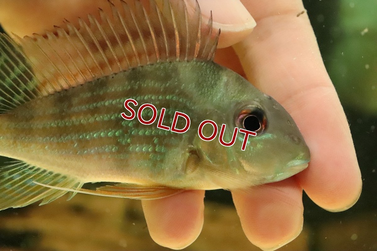 画像2: 【淡水魚】【通販】激安 ゲオファーガス アルティフロンス トロンベタ産 ワイルド【１匹 サンプル画像】(±8-10cm)(大型魚)(生体)(熱帯魚)NKO (2)