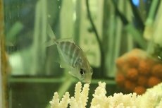 画像2: 【淡水魚】【通販】大特価 珍種 淡水アジ インドネシア産 ワイルド【１匹 サンプル画像】(生体)(熱帯魚)NKO (2)