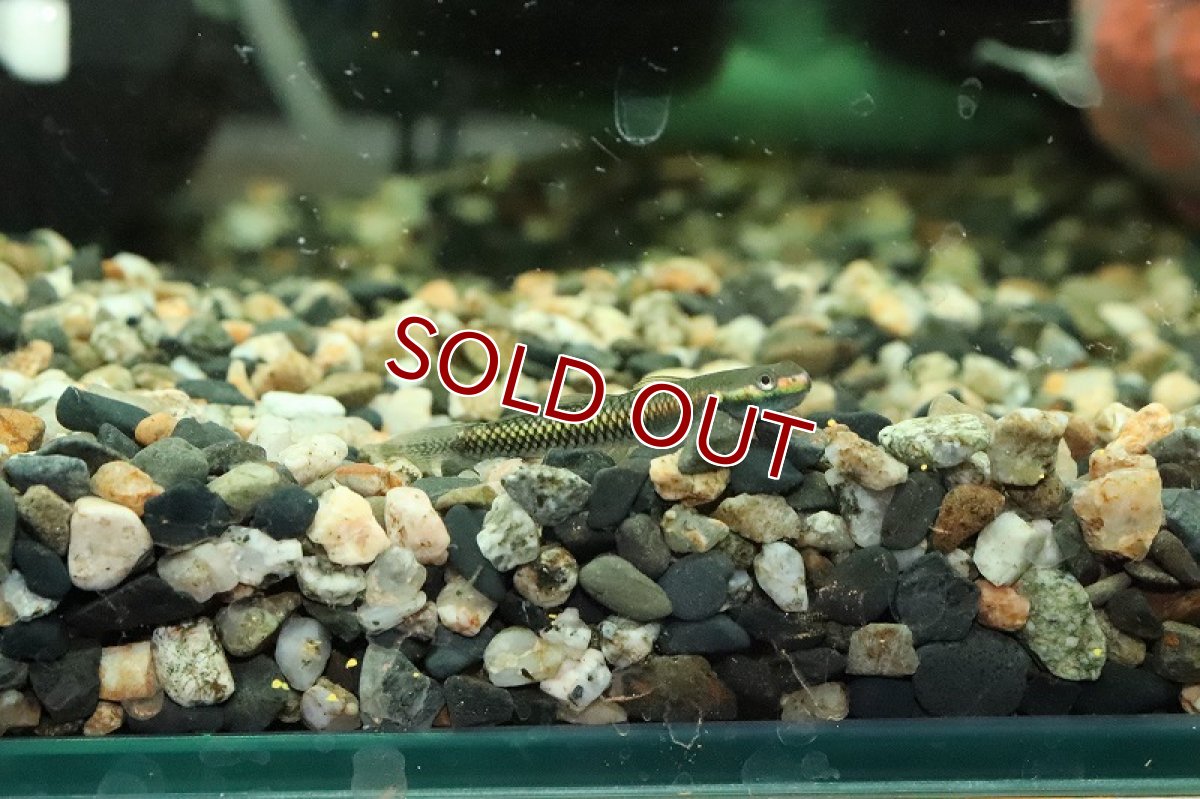 画像2: 【淡水魚】【通販】コンテリボウズハゼ【１匹 サンプル画像】(±3-5cm)(ハゼ)(生体)(熱帯魚)NK (2)