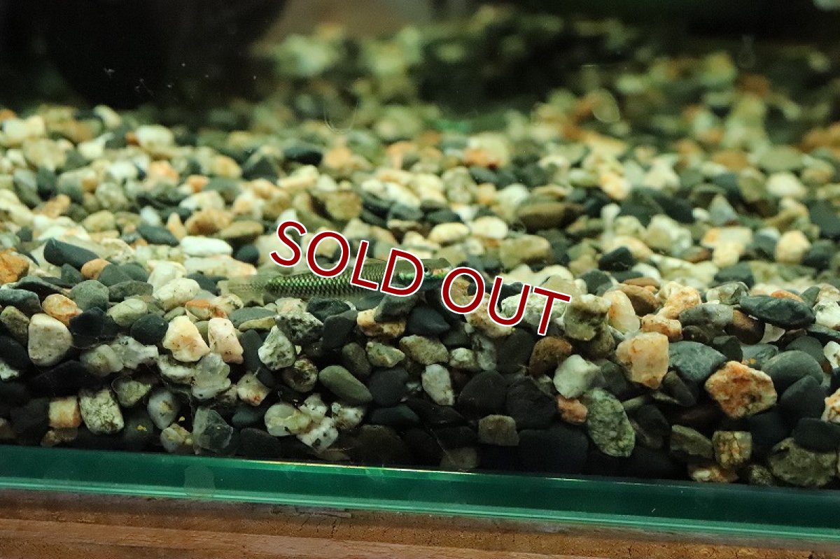 画像3: 【淡水魚】【通販】コンテリボウズハゼ【１匹 サンプル画像】(±3-5cm)(ハゼ)(生体)(熱帯魚)NK (3)