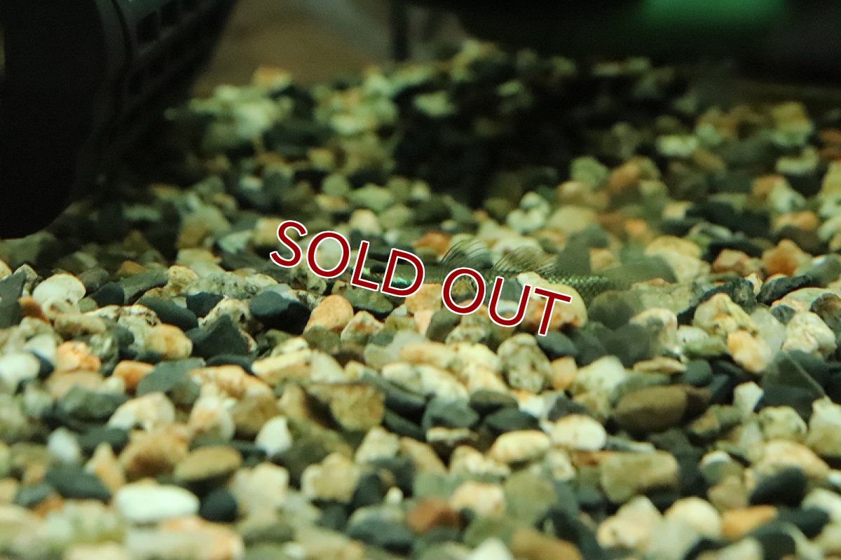 画像4: 【淡水魚】【通販】コンテリボウズハゼ【１匹 サンプル画像】(±3-5cm)(ハゼ)(生体)(熱帯魚)NK (4)