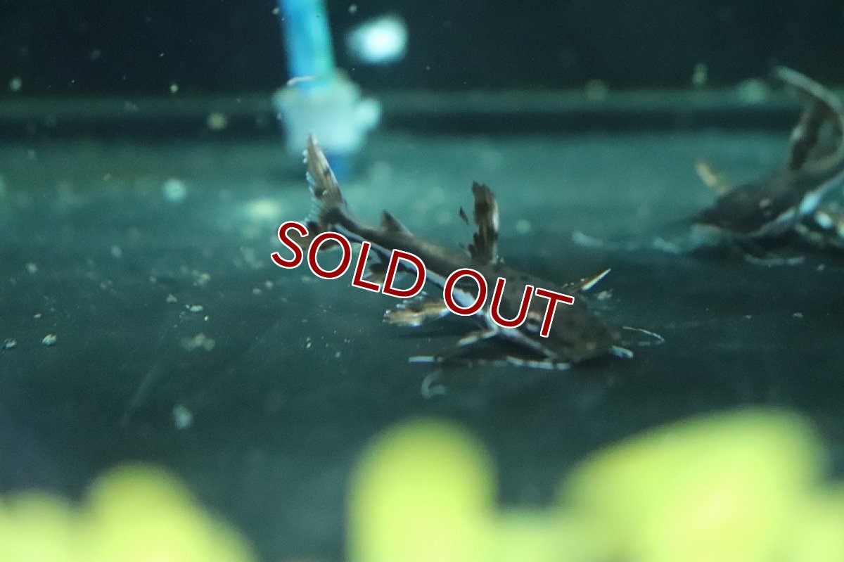 画像2: 【淡水魚】【通販】珍種 タイガーシャベルノーズキャット(サンフランシスコピンタード×カラパリ？？)【１匹 サンプル画像】±5cm(生体)(熱帯魚)NKO (2)